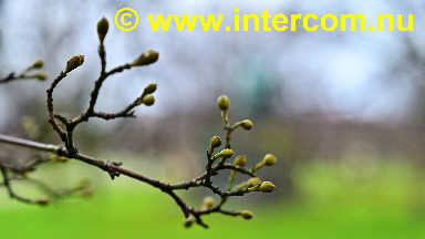 147 Mild winter DSC_0225